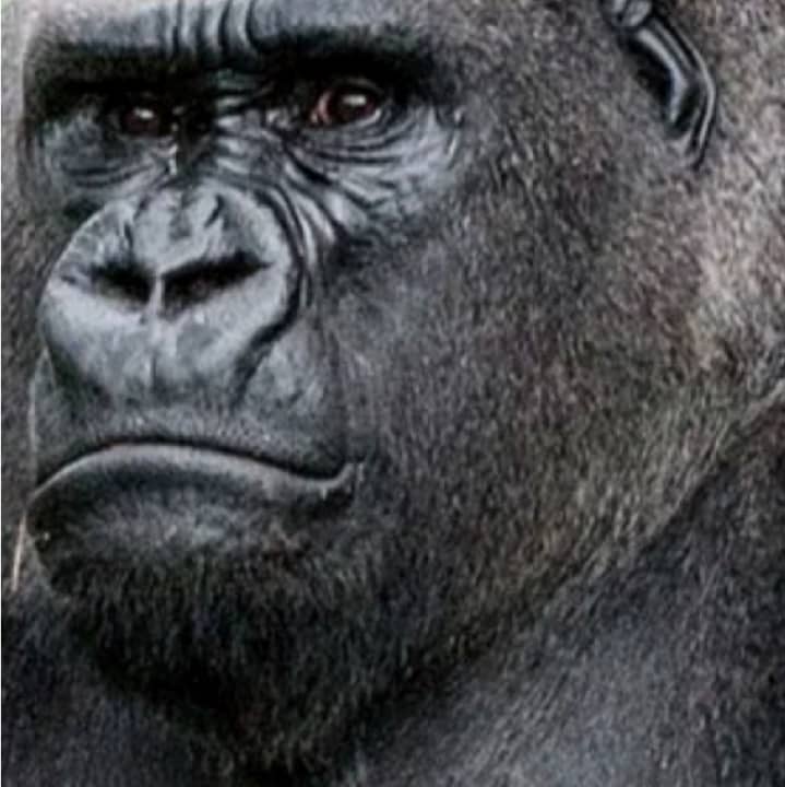 gorilla carbon